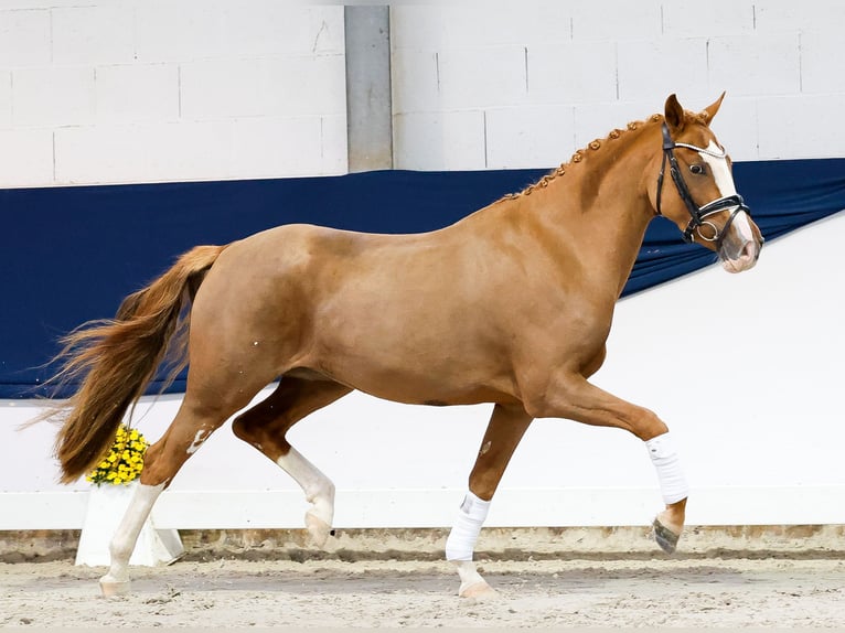Niemiecki kuc wierzchowy Klacz 3 lat 147 cm Kasztanowata in Marsberg