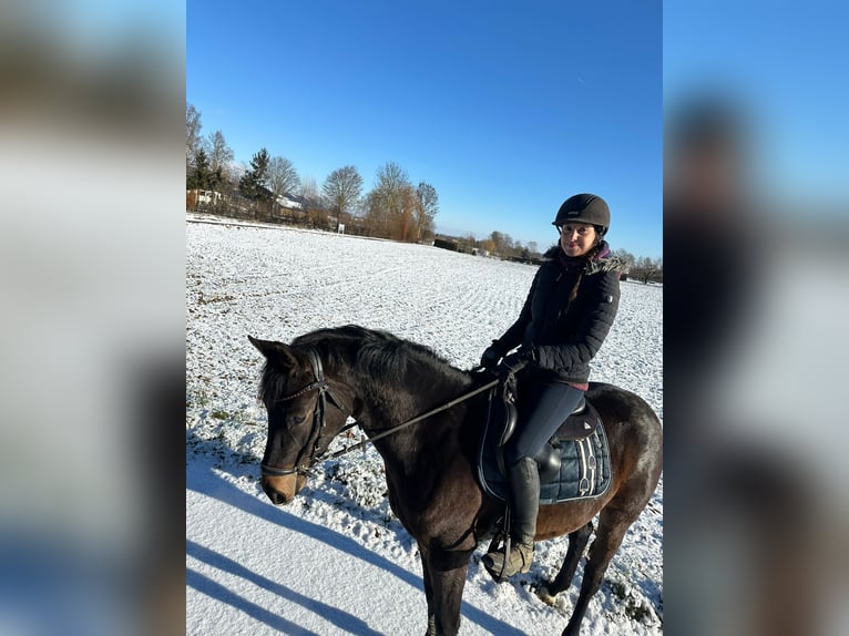 Niemiecki kuc wierzchowy Klacz 3 lat 147 cm Skarogniada in Langenau