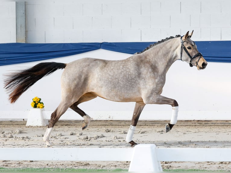 Niemiecki kuc wierzchowy Klacz 3 lat 148 cm Bułana in Marsberg