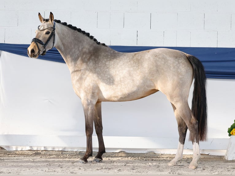 Niemiecki kuc wierzchowy Klacz 3 lat 148 cm Bułana in Marsberg