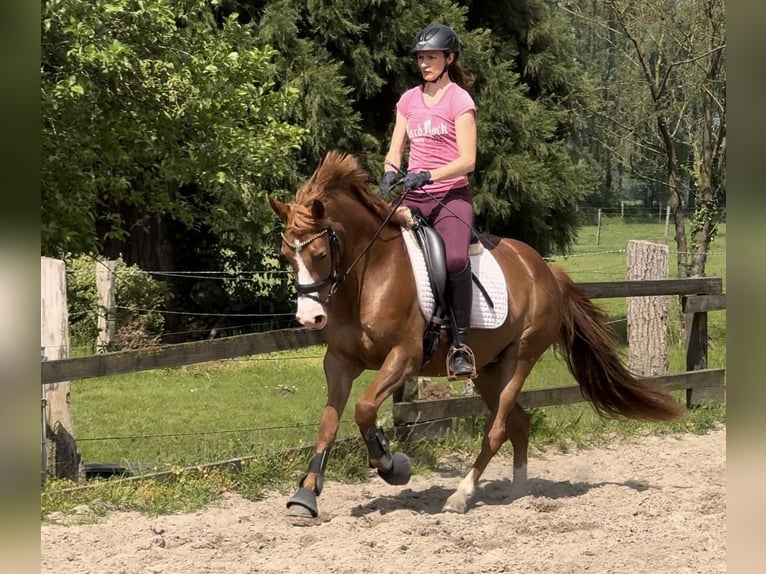 Niemiecki kuc wierzchowy Klacz 3 lat 148 cm Ciemnokasztanowata in Ankum