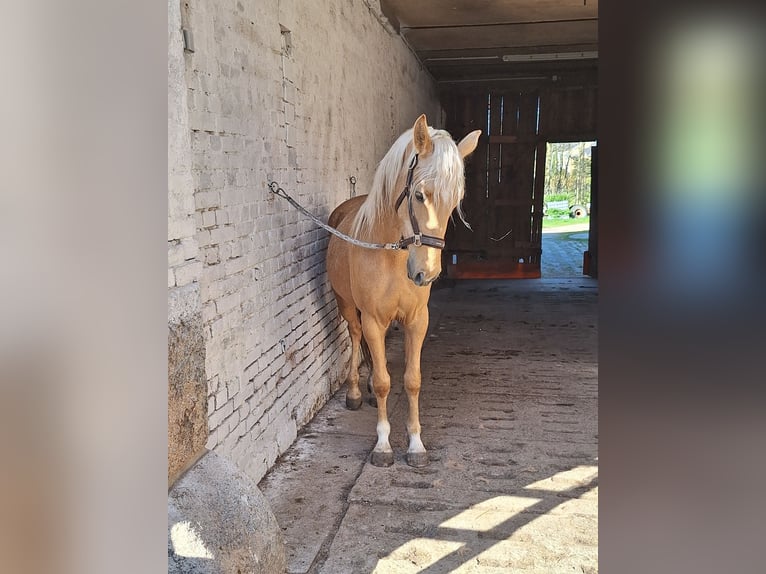 Niemiecki kuc wierzchowy Klacz 3 lat 148 cm Izabelowata in Treuen