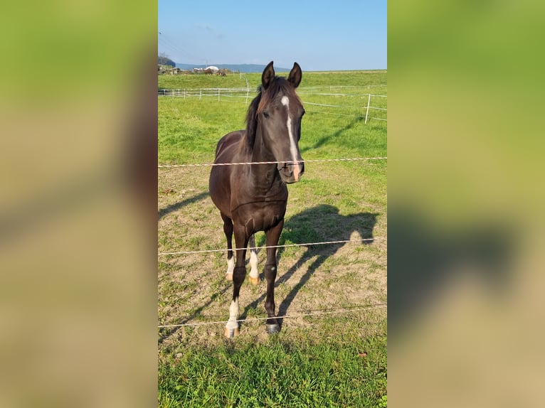 Niemiecki kuc wierzchowy Klacz 3 lat 148 cm Kara in Uslar