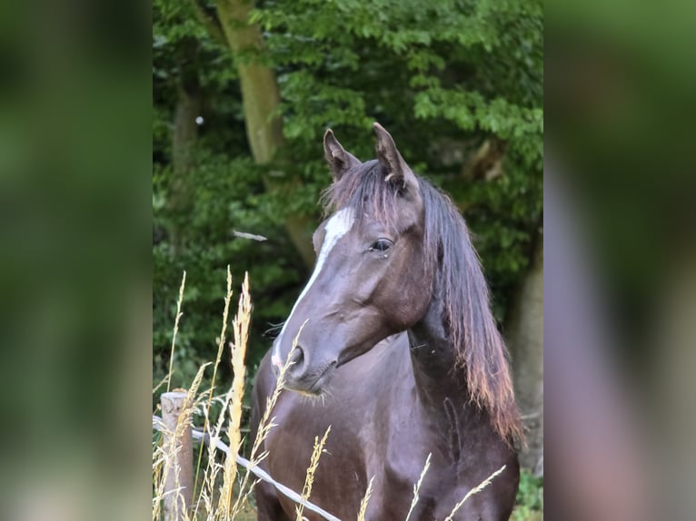 Niemiecki kuc wierzchowy Klacz 3 lat 148 cm Skarogniada in Einhausen