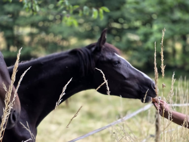 Niemiecki kuc wierzchowy Klacz 3 lat 148 cm Skarogniada in Einhausen