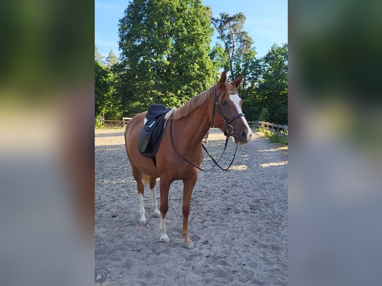 Niemiecki kuc wierzchowy Klacz 3 lat 149 cm Kasztanowata in Oftersheim