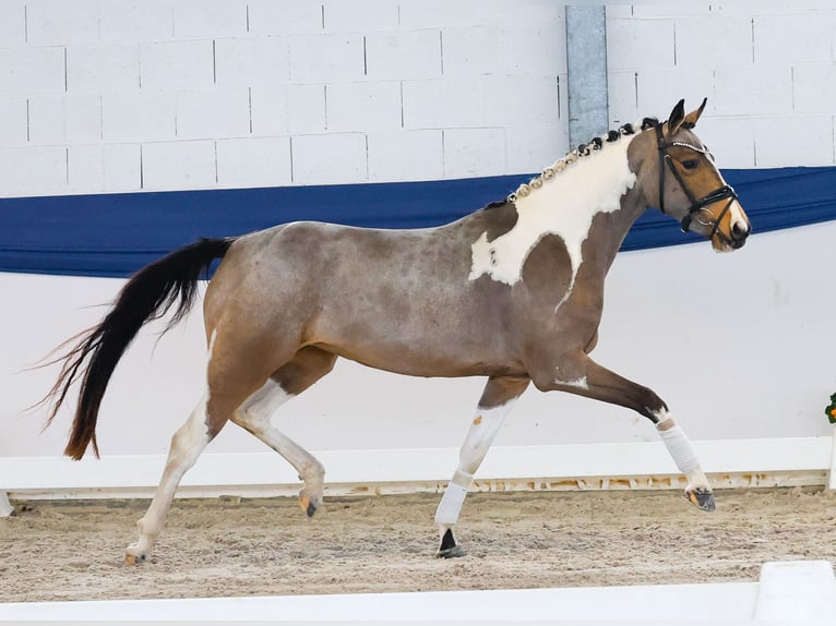 Niemiecki kuc wierzchowy Klacz 3 lat 149 cm Srokata in Marsberg