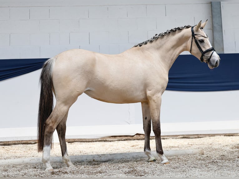 Niemiecki kuc wierzchowy Klacz 3 lat 152 cm Bułana in Marsberg