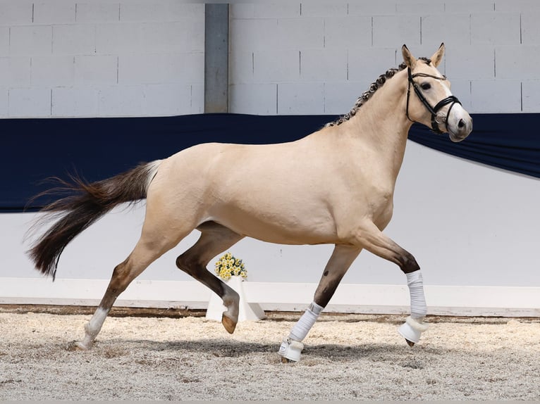 Niemiecki kuc wierzchowy Klacz 3 lat 152 cm Bułana in Marsberg
