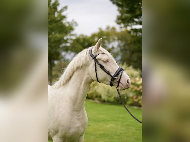 Niemiecki kuc wierzchowy Klacz 3 lat 152 cm Cremello in D&#xF6;rpum