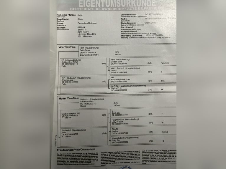 Niemiecki kuc wierzchowy Klacz 3 lat 152 cm Jelenia in Dornum Nesse