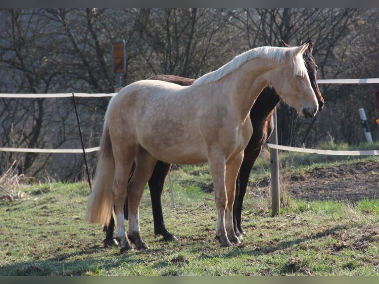 Niemiecki kuc wierzchowy Klacz 3 lat 153 cm Izabelowata in Idar-Oberstein