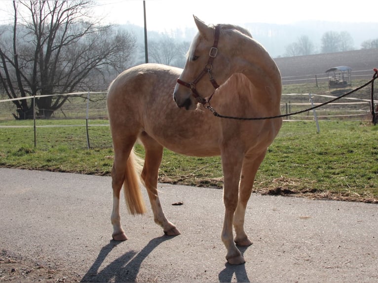 Niemiecki kuc wierzchowy Klacz 3 lat 153 cm Izabelowata in Idar-Oberstein