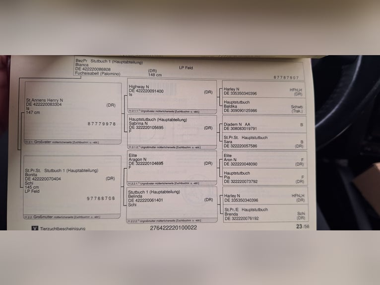 Niemiecki kuc wierzchowy Klacz 3 lat 153 cm Izabelowata in Hintertiefenbach