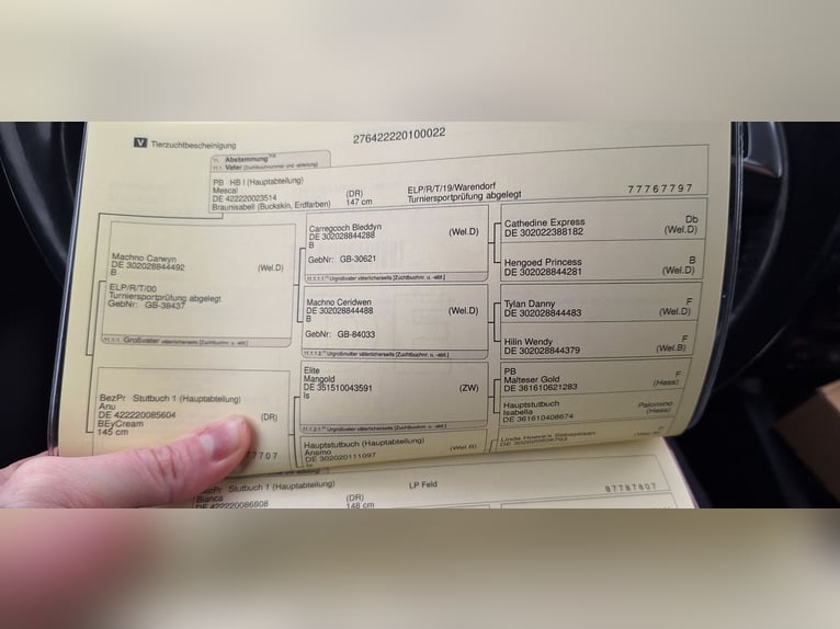 Niemiecki kuc wierzchowy Klacz 3 lat 153 cm Izabelowata in Hintertiefenbach