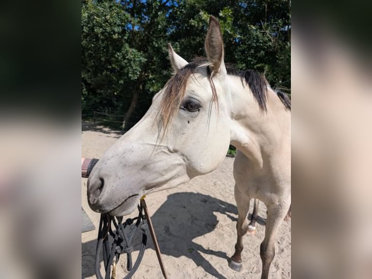 Niemiecki kuc wierzchowy Klacz 3 lat 153 cm Jelenia in Lohe-Rickelshof