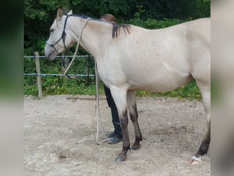 Niemiecki kuc wierzchowy Klacz 3 lat 153 cm Jelenia in Lohe-Rickelshof