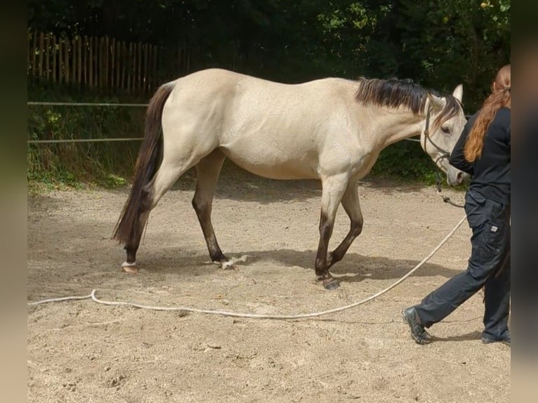 Niemiecki kuc wierzchowy Klacz 3 lat 153 cm Jelenia in Lohe-Rickelshof