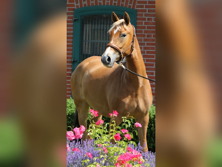 Niemiecki kuc wierzchowy Klacz 3 lat 154 cm Izabelowata in Rehburg-Loccum M&#xFC;nchehagen
