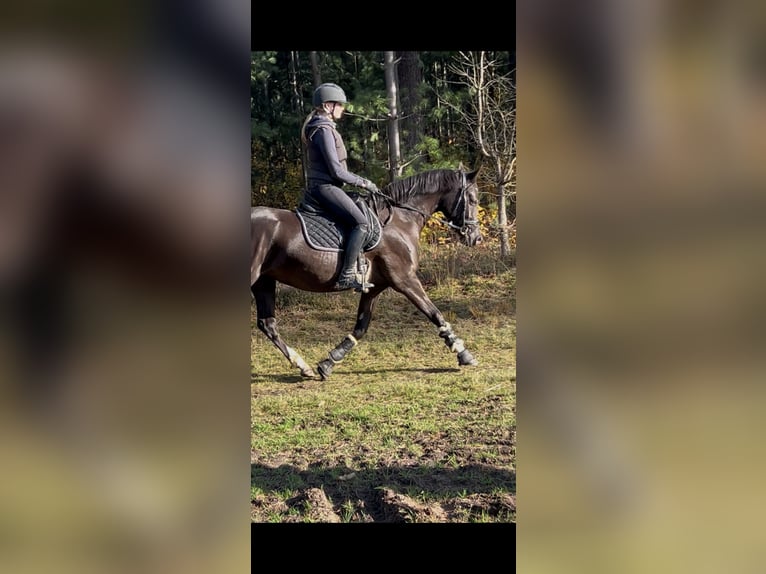 Niemiecki kuc wierzchowy Klacz 3 lat 154 cm Kara in Schöppingen