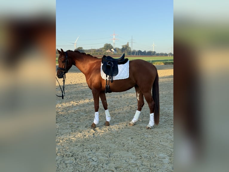 Niemiecki kuc wierzchowy Klacz 3 lat 154 cm Kasztanowata in Dortmund