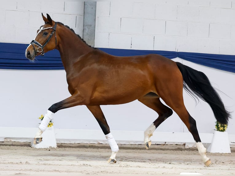 Niemiecki kuc wierzchowy Klacz 3 lat 157 cm Gniada in Marsberg