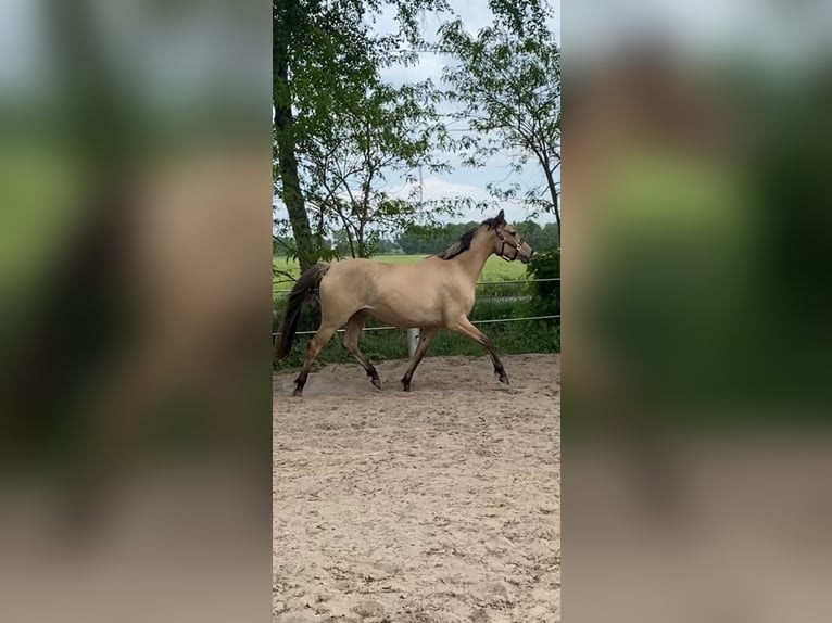 Niemiecki kuc wierzchowy Klacz 3 lat 158 cm Bułana in Varel