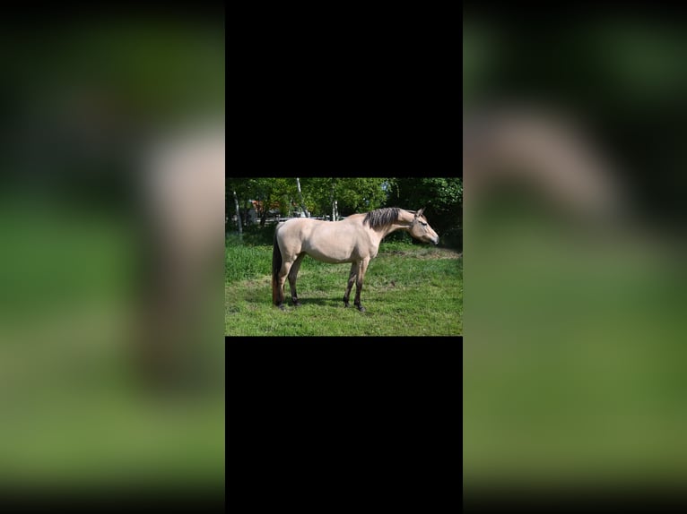 Niemiecki kuc wierzchowy Klacz 3 lat 158 cm Bułana in Varel