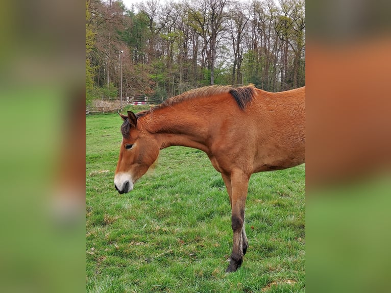 Niemiecki kuc wierzchowy Klacz 3 lat in Ritterhude