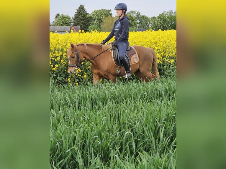Niemiecki kuc wierzchowy Klacz 4 lat 135 cm Kasztanowata in Kehrsen