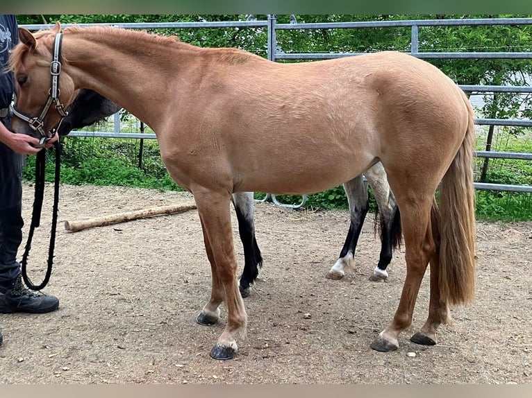 Niemiecki kuc wierzchowy Klacz 4 lat 136 cm Kasztanowata in Obfelden