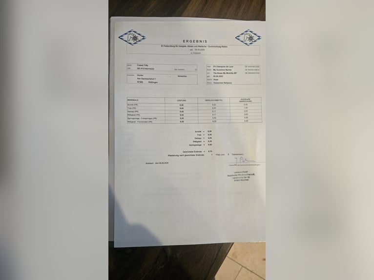 Niemiecki kuc wierzchowy Klacz 4 lat 137 cm Izabelowata in Tauberrettersheim