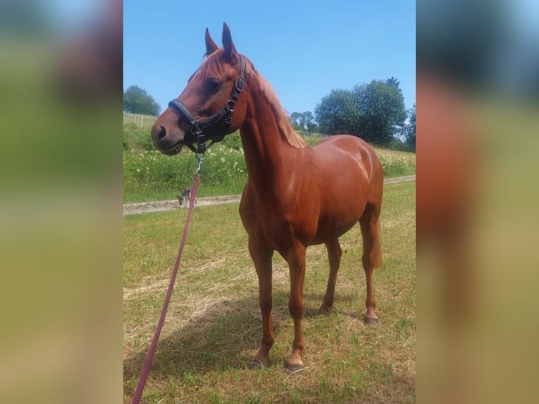 Niemiecki kuc wierzchowy Klacz 4 lat 140 cm Kasztanowata in Schongau