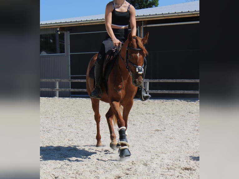 Niemiecki kuc wierzchowy Klacz 4 lat 140 cm Kasztanowata in Schongau