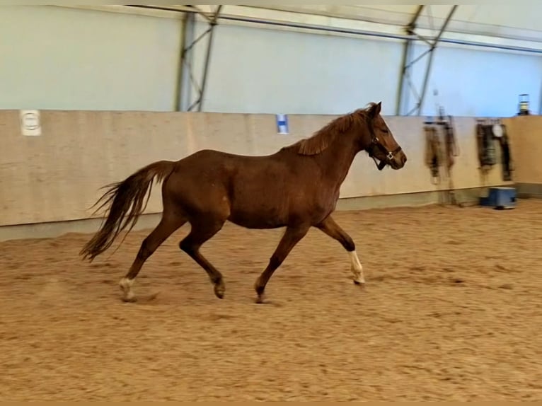 Niemiecki kuc wierzchowy Klacz 4 lat 140 cm Kasztanowata in Harsdorf