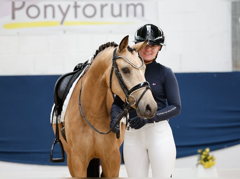 Niemiecki kuc wierzchowy Klacz 4 lat 142 cm Bułana in Marsberg