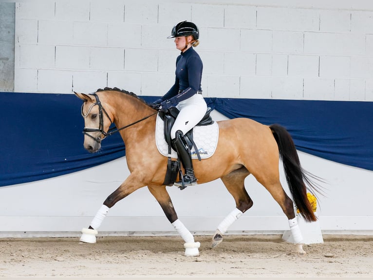 Niemiecki kuc wierzchowy Klacz 4 lat 142 cm Bułana in Marsberg