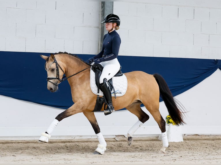 Niemiecki kuc wierzchowy Klacz 4 lat 142 cm Bułana in Marsberg