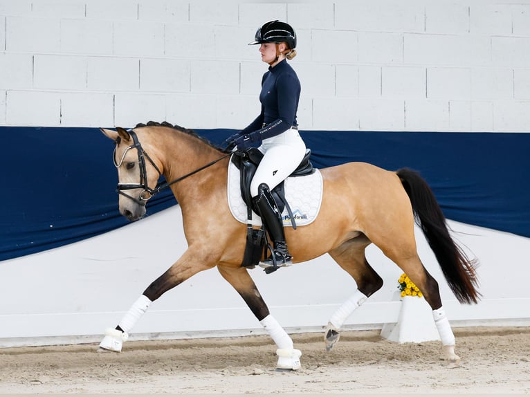 Niemiecki kuc wierzchowy Klacz 4 lat 142 cm Bułana in Marsberg