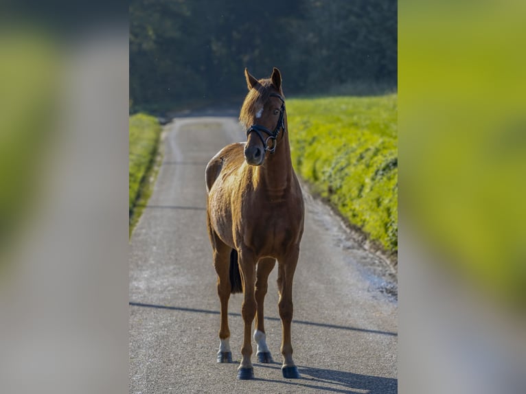 Niemiecki kuc wierzchowy Klacz 4 lat 142 cm Kasztanowata in Bad Bentheim