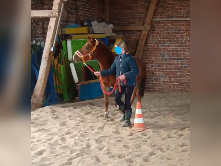 Niemiecki kuc wierzchowy Klacz 4 lat 142 cm Kasztanowata in Extertal