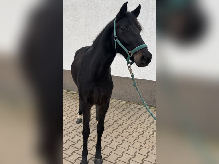 Niemiecki kuc wierzchowy Klacz 4 lat 143 cm Ciemnogniada in Bad Kreuznach