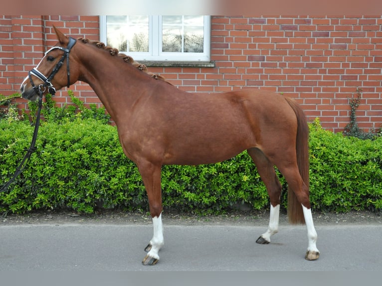 Niemiecki kuc wierzchowy Klacz 4 lat 143 cm Kasztanowata in Köln