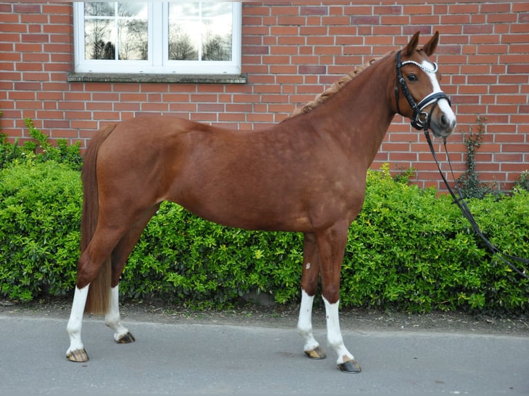 Niemiecki kuc wierzchowy Klacz 4 lat 143 cm Kasztanowata in Köln