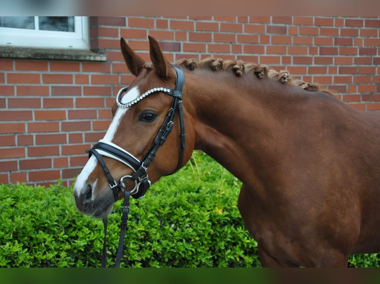 Niemiecki kuc wierzchowy Klacz 4 lat 143 cm Kasztanowata in Köln