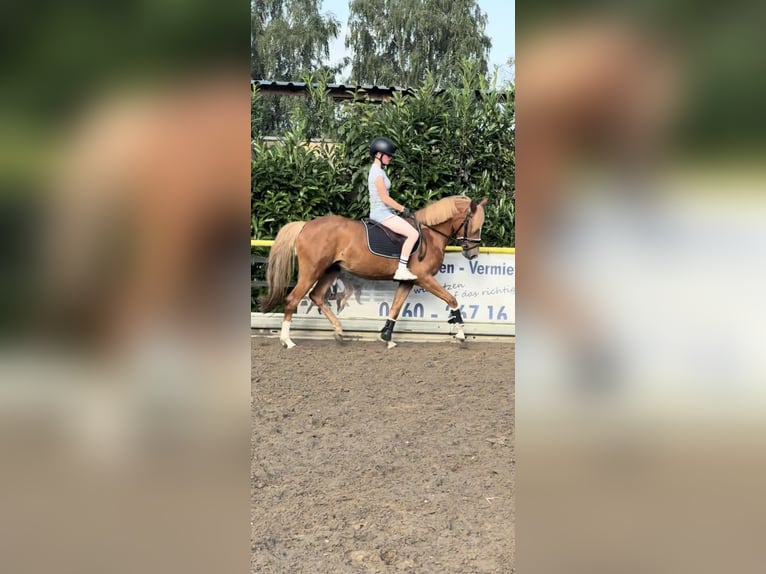 Niemiecki kuc wierzchowy Klacz 4 lat 143 cm Kasztanowata in Emstek