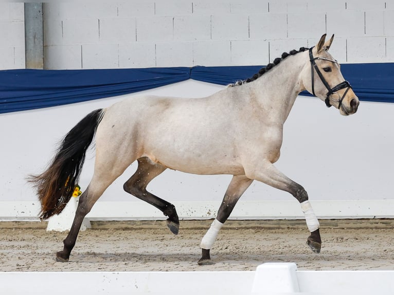 Niemiecki kuc wierzchowy Klacz 4 lat 144 cm Bułana in Marsberg