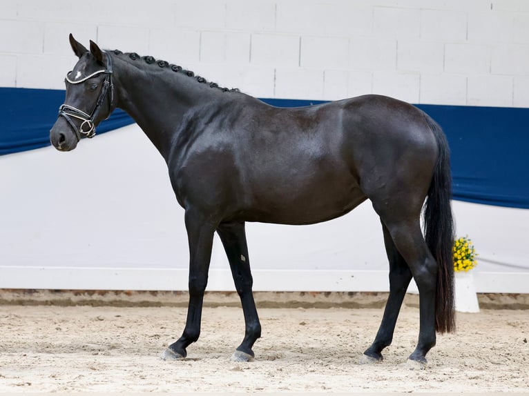 Niemiecki kuc wierzchowy Klacz 4 lat 144 cm Kara in Marsberg