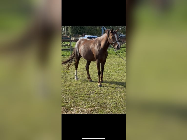 Niemiecki kuc wierzchowy Klacz 4 lat 144 cm Kasztanowata in Dargelin