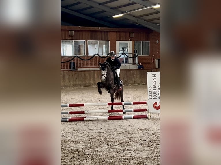 Niemiecki kuc wierzchowy Mix Klacz 4 lat 144 cm Siwa jabłkowita in Osterwald